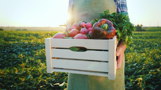 Une personne tient une boîte remplie de légumes dans un champ.