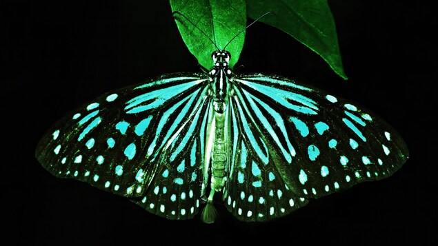 Un papillon noir et bleu sur une feuille.