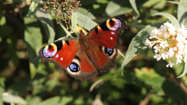 Un papillon Paon-du-jour (Aglais io) sur une fleur.