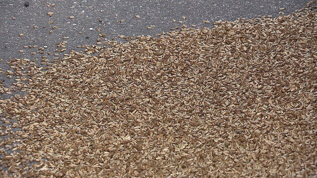 Des papillons de la tordeuse des bourgeons de l'épinette sont massés sur le sol à Baie-Comeau (Archives). Des papillons de la tordeuse des bourgeons de l'épinette sont massés sur le sol à Baie-Comeau (Archives).