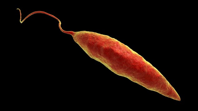 Forme promastigote du parasite Leishmania Forme promastigote du parasite Leishmania