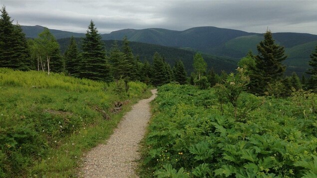 Sentier du parc de la Gaspésie Sentier du parc de la Gaspésie