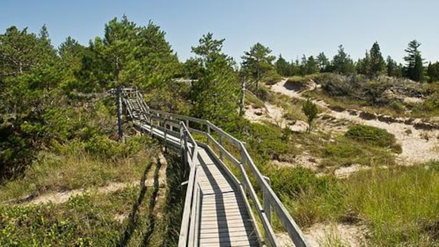 Une promenade en bois dans une zone protégée. Une promenade en bois dans une zone protégée.