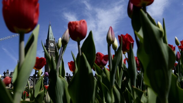 Gros plan sur des tulipes. En arrière-plan, le Parlement d'Ottawa.