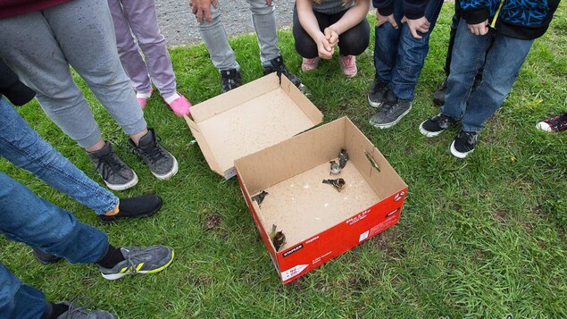 Des parulines qui avaient percuté les fenêtres de l'école Victor-Côté de Matane ont été recueillies par les élèves, le temps qu'elles puissent reprendre leur esprit. Des parulines qui avaient percuté les fenêtres de l'école Victor-Côté de Matane ont été recueillies par les élèves, le temps qu'elles puissent reprendre leur esprit.