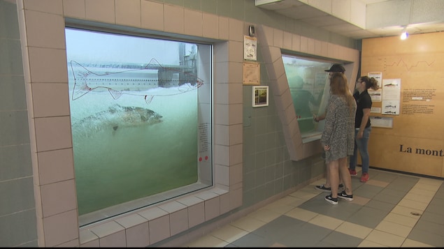 Les visiteurs peuvent voir les saumons à la passe migratoire de la rivière Matane Les visiteurs peuvent voir les saumons à la passe migratoire de la rivière Matane