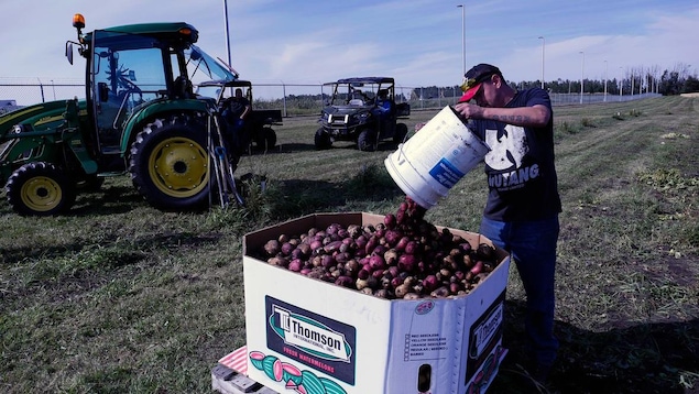 Un détenu verse les patates récoltées d'un sceau à une large boîte de carton.
Un détenu verse les patates récoltées d'un sceau à une large boîte de carton.