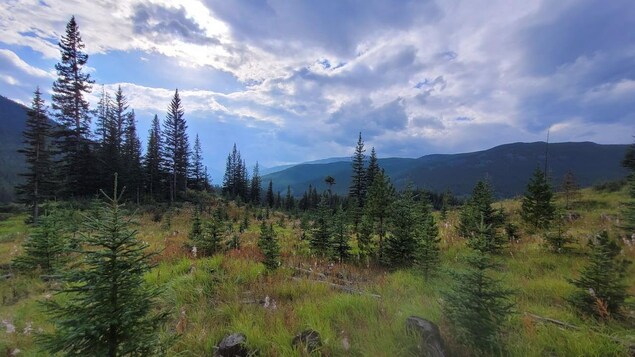 Un nouveau ministère qui jumelle parcs et foresterie inquiète des écologistes albertains