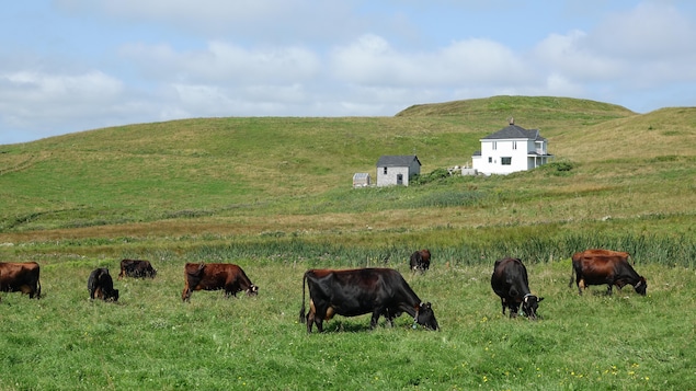 Le syndicat des producteurs de bovins de la Gaspésie inquiet pour l’avenir de l'industrie