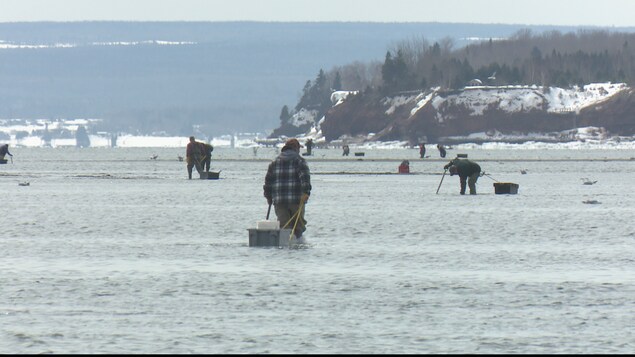 La pêche aux coques devant Miguasha, dans la baie des Chaleurs