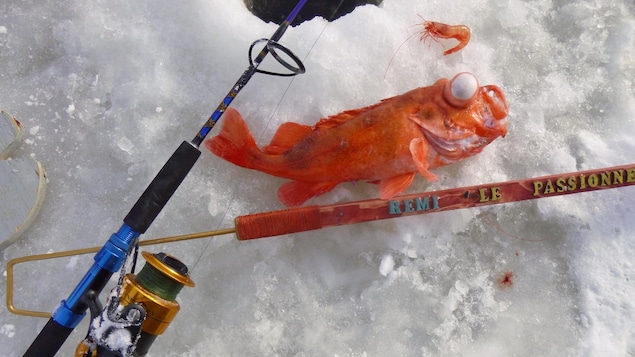 Beaucoup de sébastes de plus petite taille dans le fjord du Saguenay cet hiver