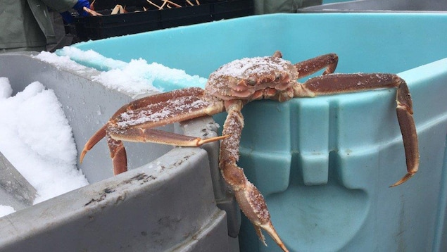 Premier débarquement de crabe des neiges Premier débarquement de crabe des neiges