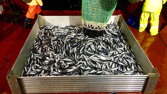 Les efforts du Canada pour reconstituer les stocks de poissons ne suffisent pas