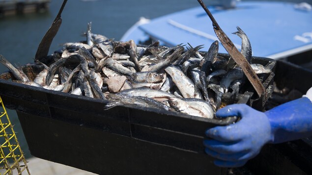 Réduction du quota d’automne pour le hareng dans le golfe du Saint-Laurent