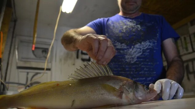 Un pêcheur et un doré jaune.