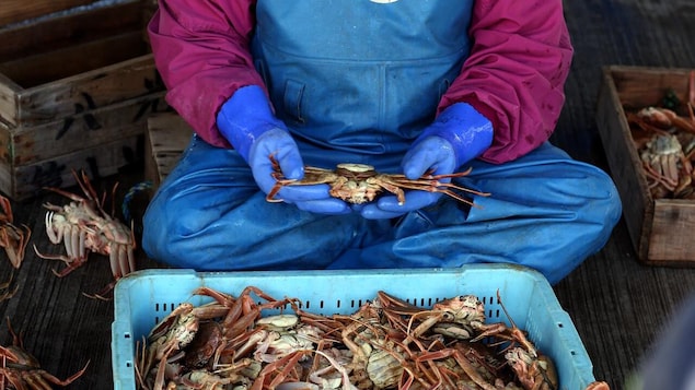 Crabe des neiges : les pêcheurs de l’Atlantique espèrent une année record