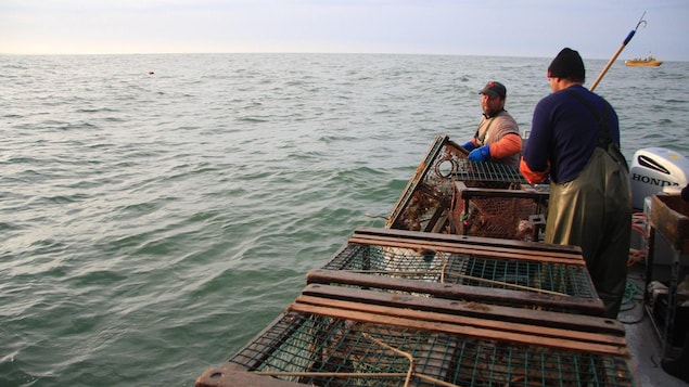 On voit de côté deux pêcheurs qui remontent des cages à homard sur leur bateau.