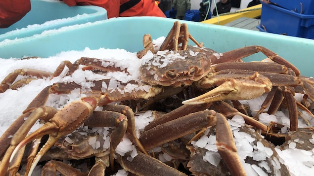 Des crabes des neiges sont conservés dans un bac rempli de glace concassée. En arrière plan, des pêcheurs sur un quai. 