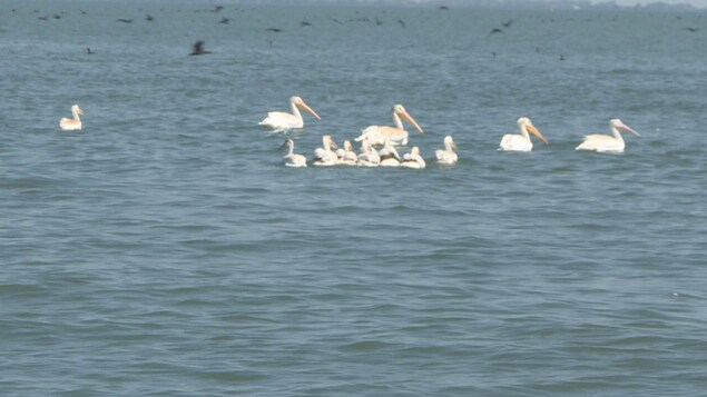Des pélicans avec des bébés au milieu d'un lac. Des pélicans avec des bébés au milieu d'un lac.