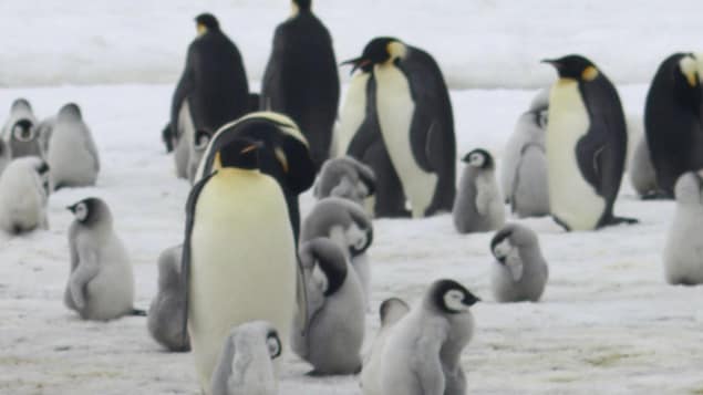 Le manchot empereur gravement menacé d’extinction