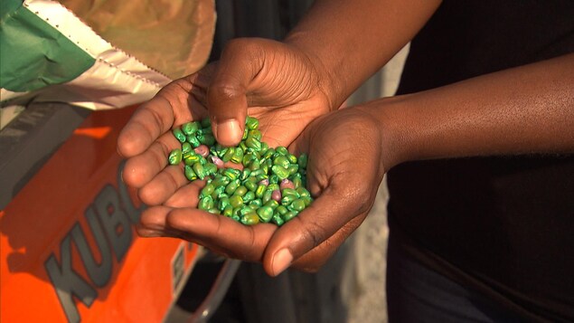Notre journaliste tient dans ses mains une poignée de grains de pesticides néonicotinoïdes. Notre journaliste tient dans ses mains une poignée de grains de pesticides néonicotinoïdes.