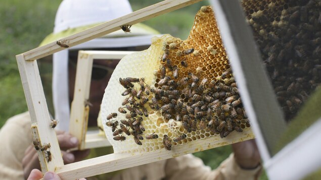 Un apiculteur manipule des abeilles.