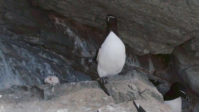 On voit en gros plan un pingouin sur une saillie de rocher et, à gauche, un oeuf. On voit en gros plan un pingouin sur une saillie de rocher et, à gauche, un oeuf.