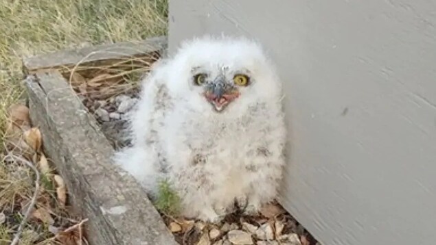 Un Bebe Hibou Sauve Grace A Un Panier En Osier Radio Canada Ca