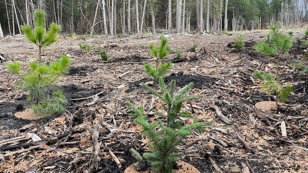 6 000 jeunes arbres plantés à Ottawa : les cicatrices du derecho se résorbent