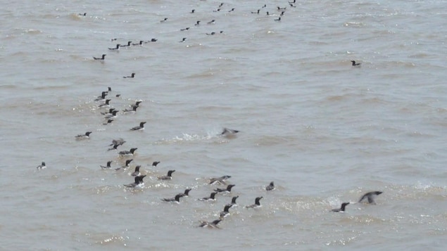 On voit de loin un groupe d'une cinquantaine de pingouins nager à la surface de l'eau du fleuve Saint-Laurent. On voit de loin un groupe d'une cinquantaine de pingouins nager à la surface de l'eau du fleuve Saint-Laurent.