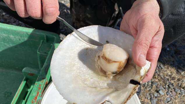 Un pétoncle dans sa coquille.