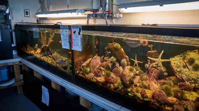 Un aquarium recréant un fond de mer.
