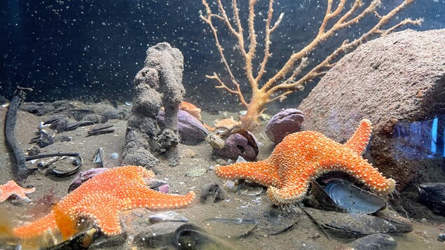eux étoiles de mer au fond de l'eau.