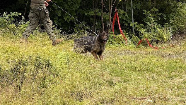 Philippe Benoît : un drone, un chien et des policiers à la recherche d'éléments de preuve