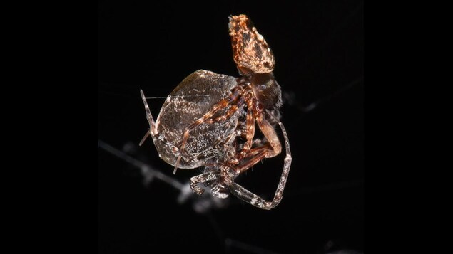 Des araignées mâles se catapultent après l’accouplement pour survivre