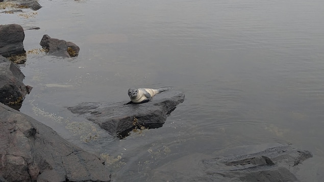 Un bébé phoque commun se trouve sur l'enrochement, à proximité de la tente jaune à Sept-Îles. 