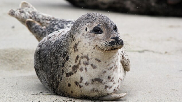 Un phoque commun étendu sur le sable
