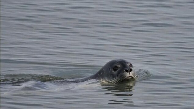 Marine mammals in the Saint Lawrence River have contracted bird flu