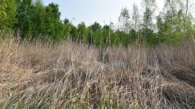 Un champ de phragmite Un champ de phragmite