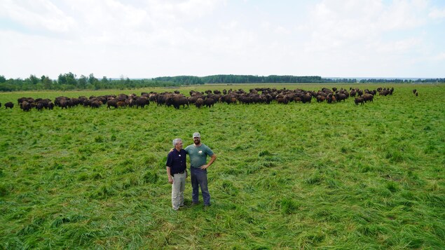 La ferme Bison du Nord célèbre ses 50 ans