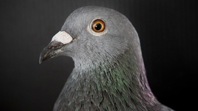 Un pigeon Un pigeon