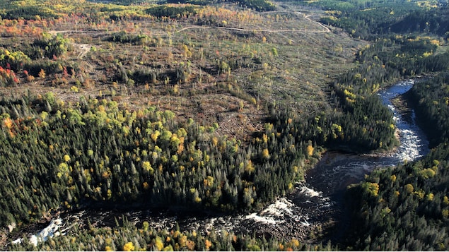 Les coupes forestières au lac Kénogami : impacts potentiels sur l’eau potable