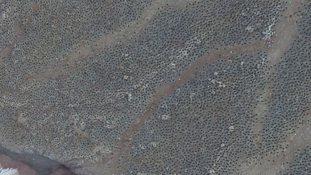 Des milliers de manchots vus du haut des airs. Des milliers de manchots vus du haut des airs.