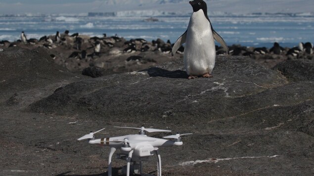 Un manchot devant un drone. Un manchot devant un drone.