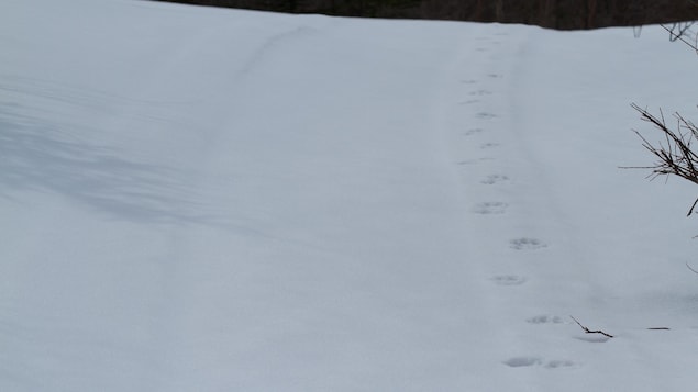 Pistes d'un prédateur dans la neige Pistes d'un prédateur dans la neige