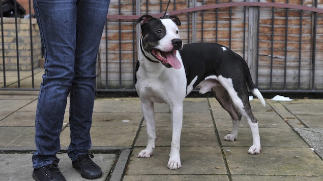 Une femme et un chien de type pitbull en laisse.