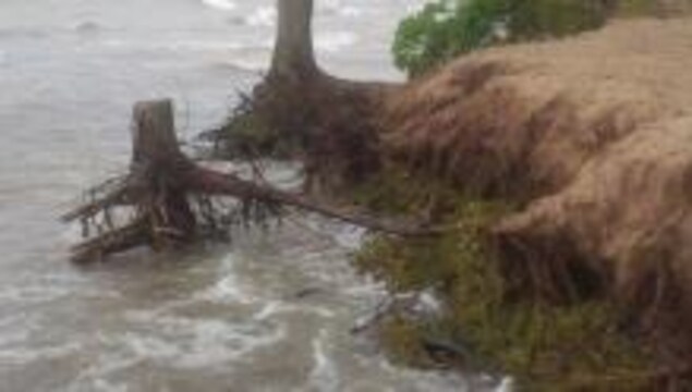 Des arbres près de la plage ont de l'eau par dessus les racines. Des arbres près de la plage ont de l'eau par dessus les racines.