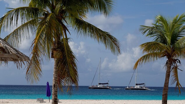 Une plage à la Barbade avec des palmiers.