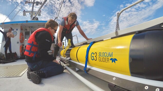 Des techniciens océanographiques de l'Université Dalhousie vérifient le troisième planeur qui sera déployé dans le golfe du Saint-Laurent pour recueillir des renseignements sur les baleines noires. Des techniciens océanographiques de l'Université Dalhousie vérifient le troisième planeur qui sera déployé dans le golfe du Saint-Laurent pour recueillir des renseignements sur les baleines noires.