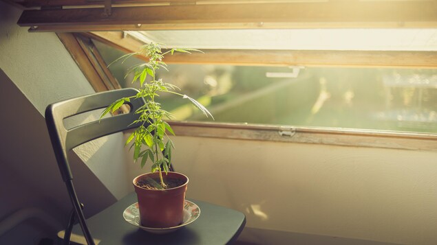 Un plant de cannabis posé sur une chaise au soleil près d'une fenêtre ouverte.
